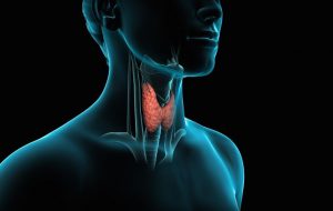 Funciones de la tiroides