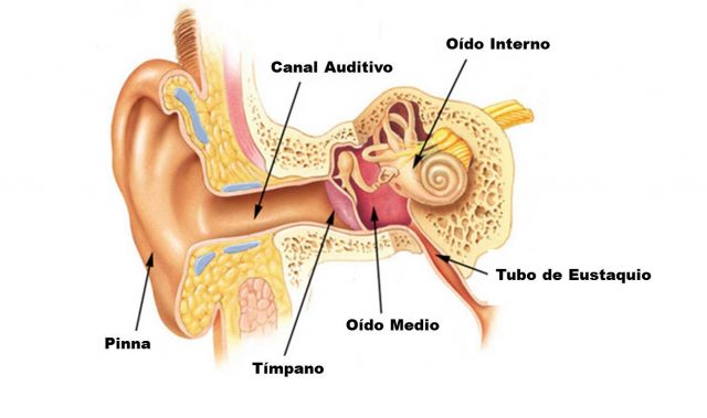 Funciones del Oído