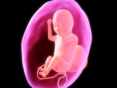 Funciones de la Placenta
