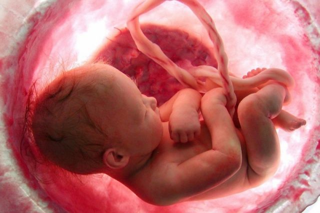 Funciones de la Placenta