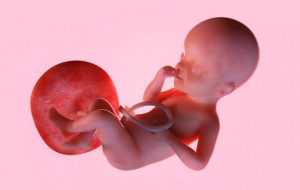 Funciones de la Placenta